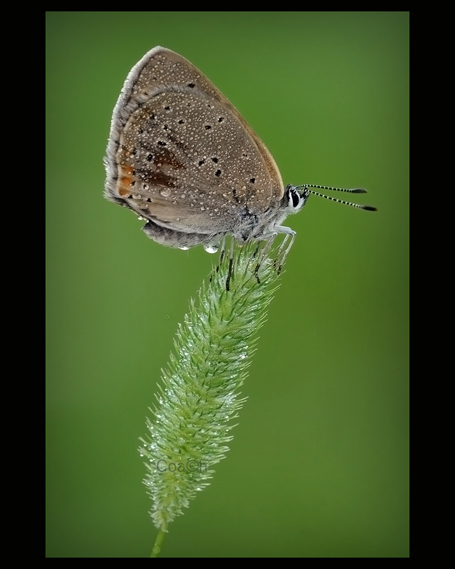 Lycaena da identificare